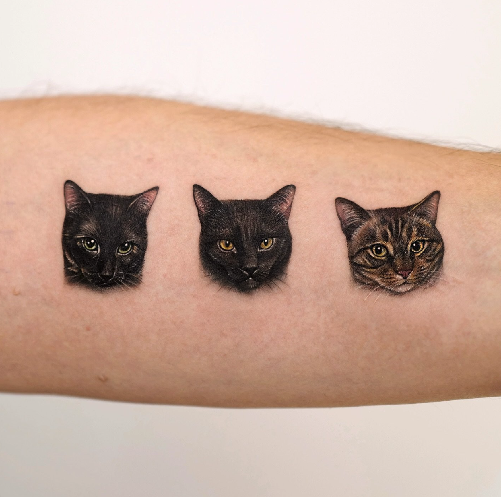 Triple Cat Portrait