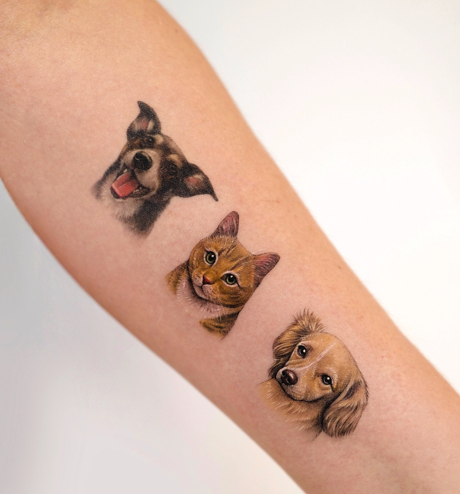 Three Pet Portraits