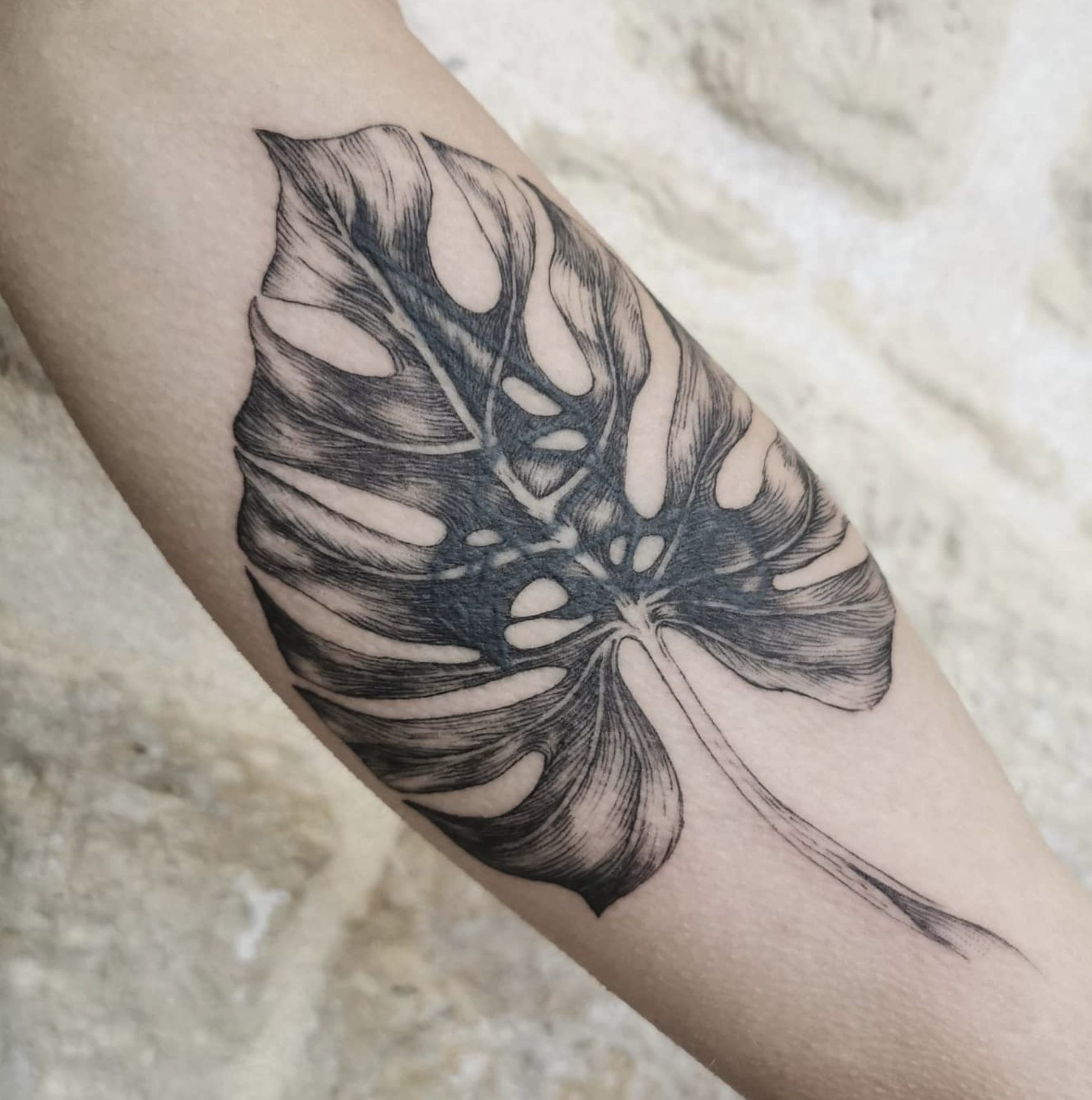 Monstera Leaf