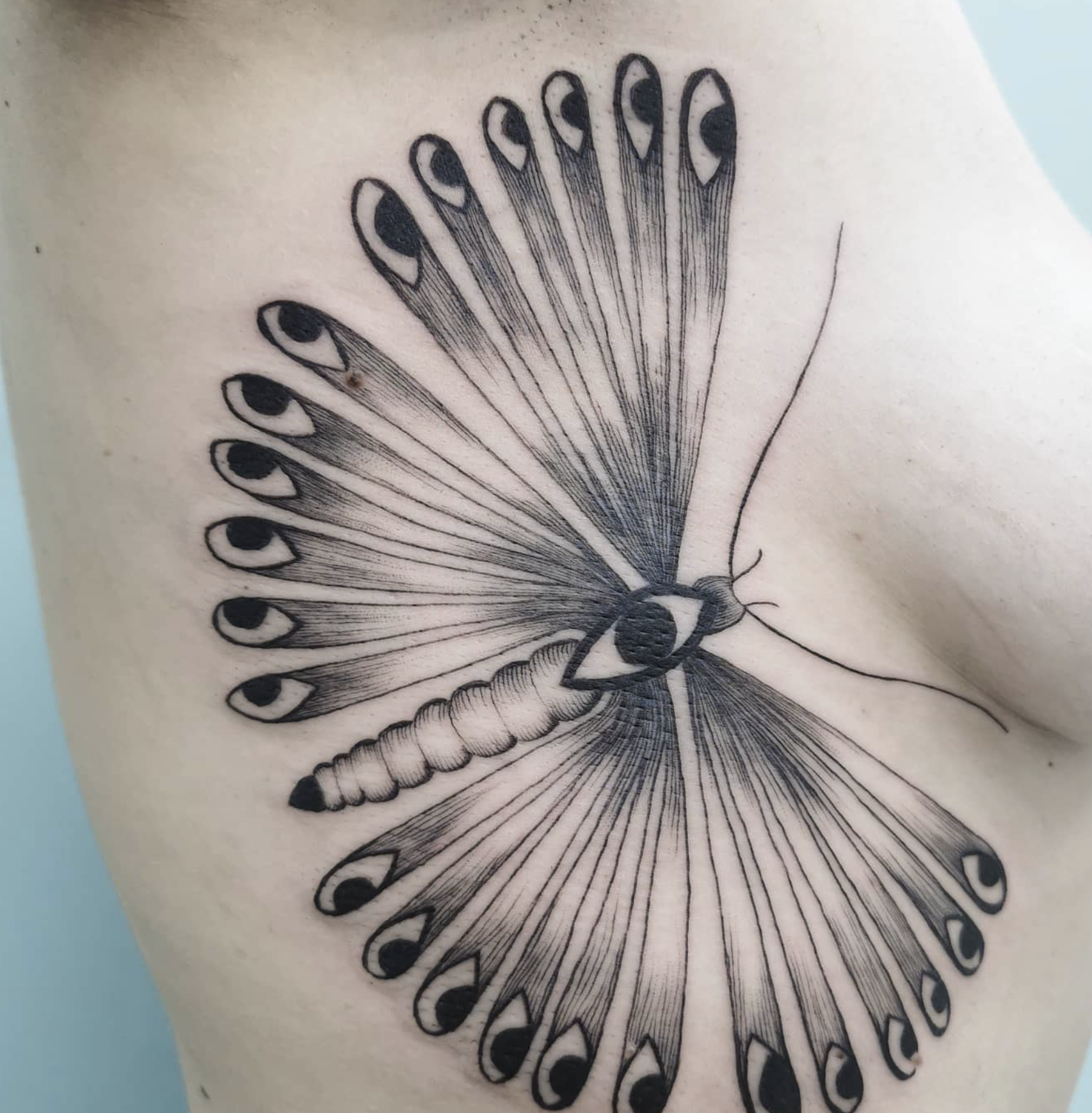 Eye-Patterned Butterfly