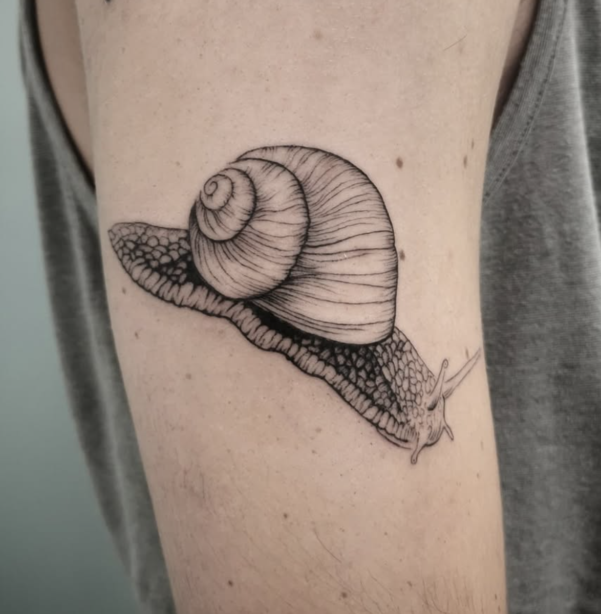 Detailed Snail