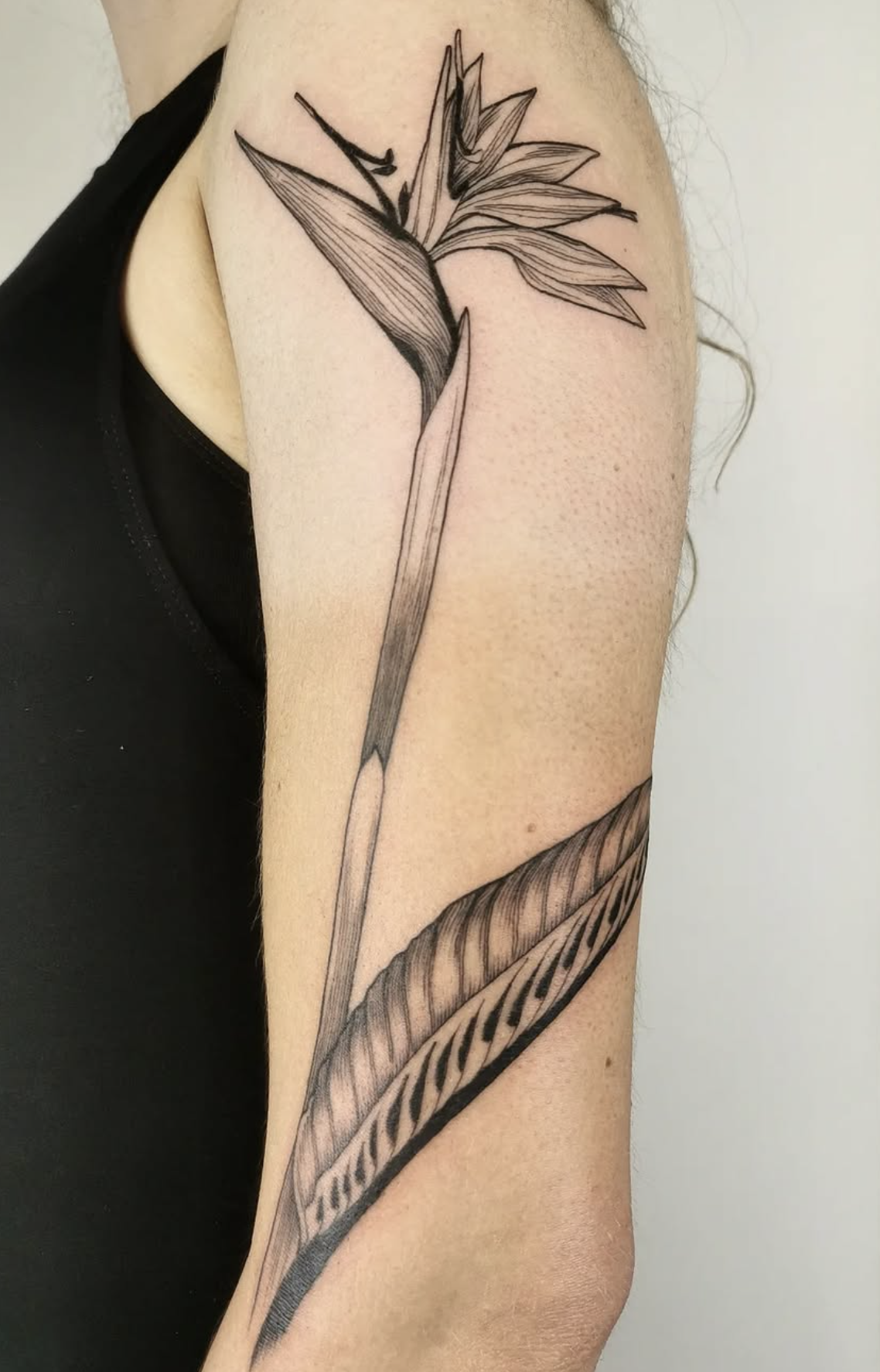 Bird of Paradise