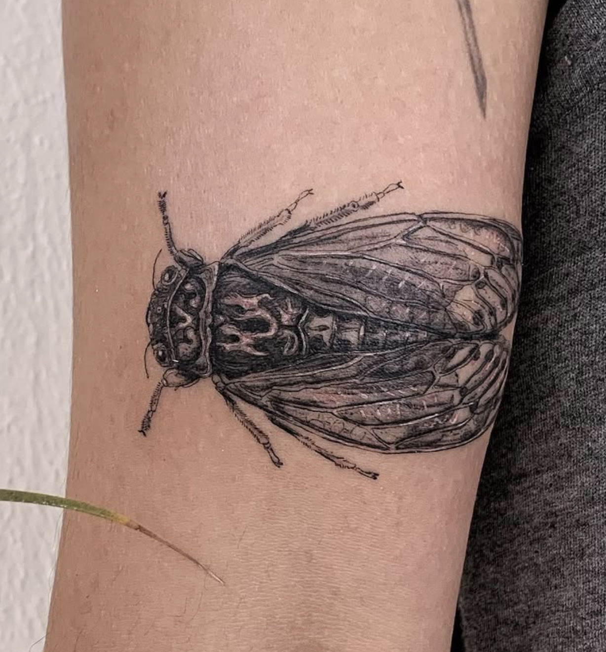 Cicada with Detailed Features