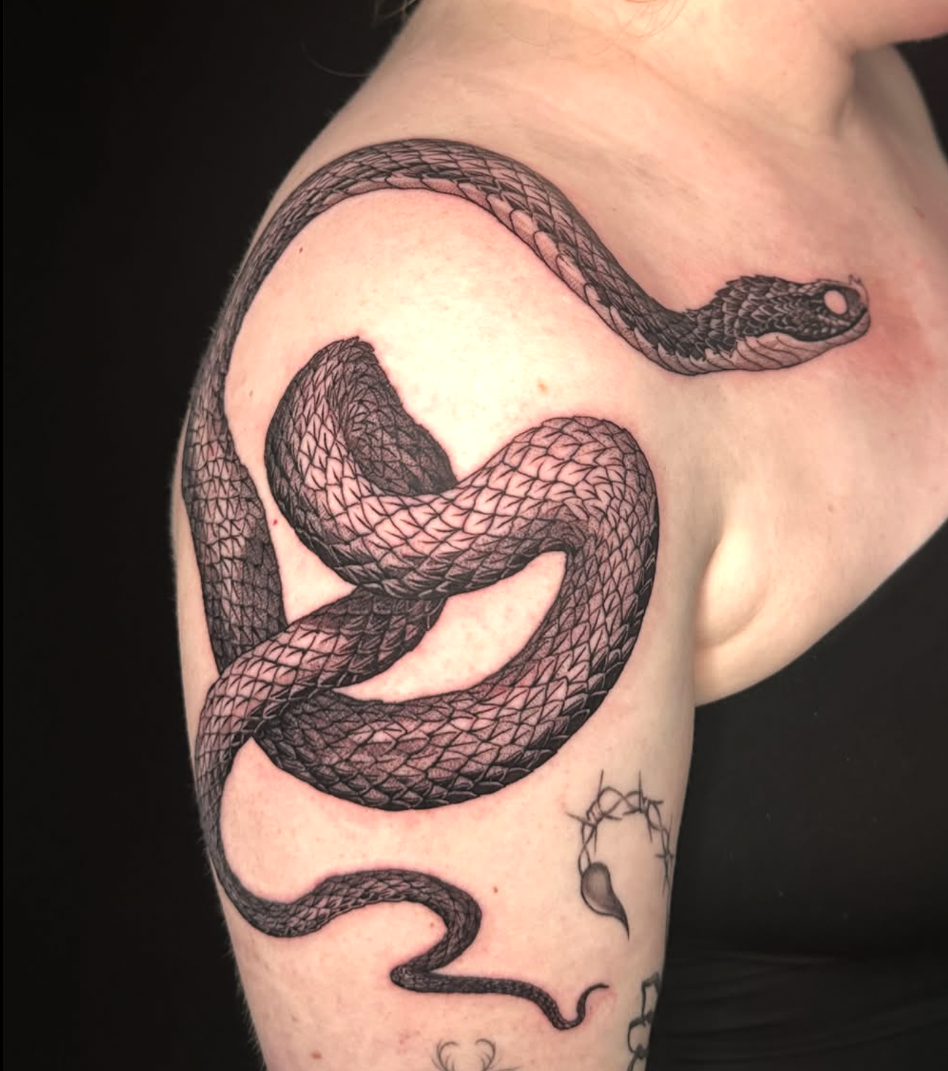 Coiled Snake