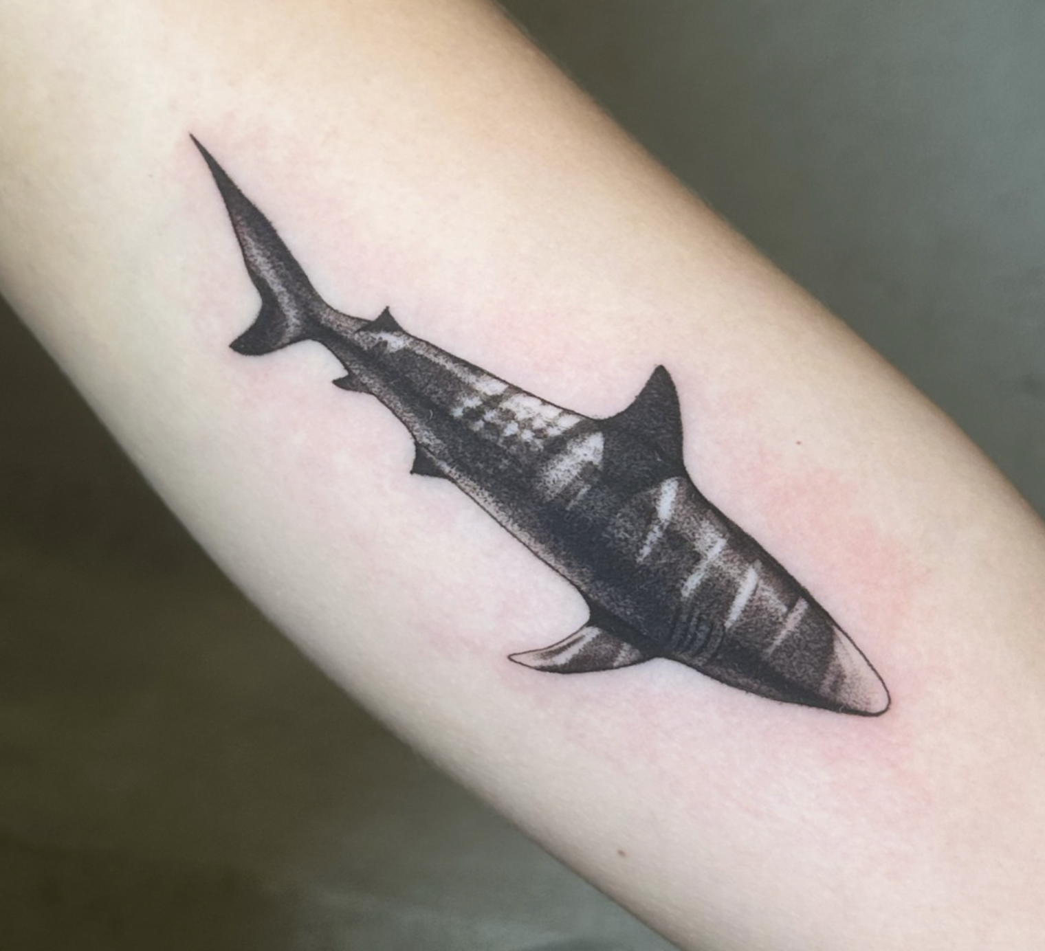 Shark